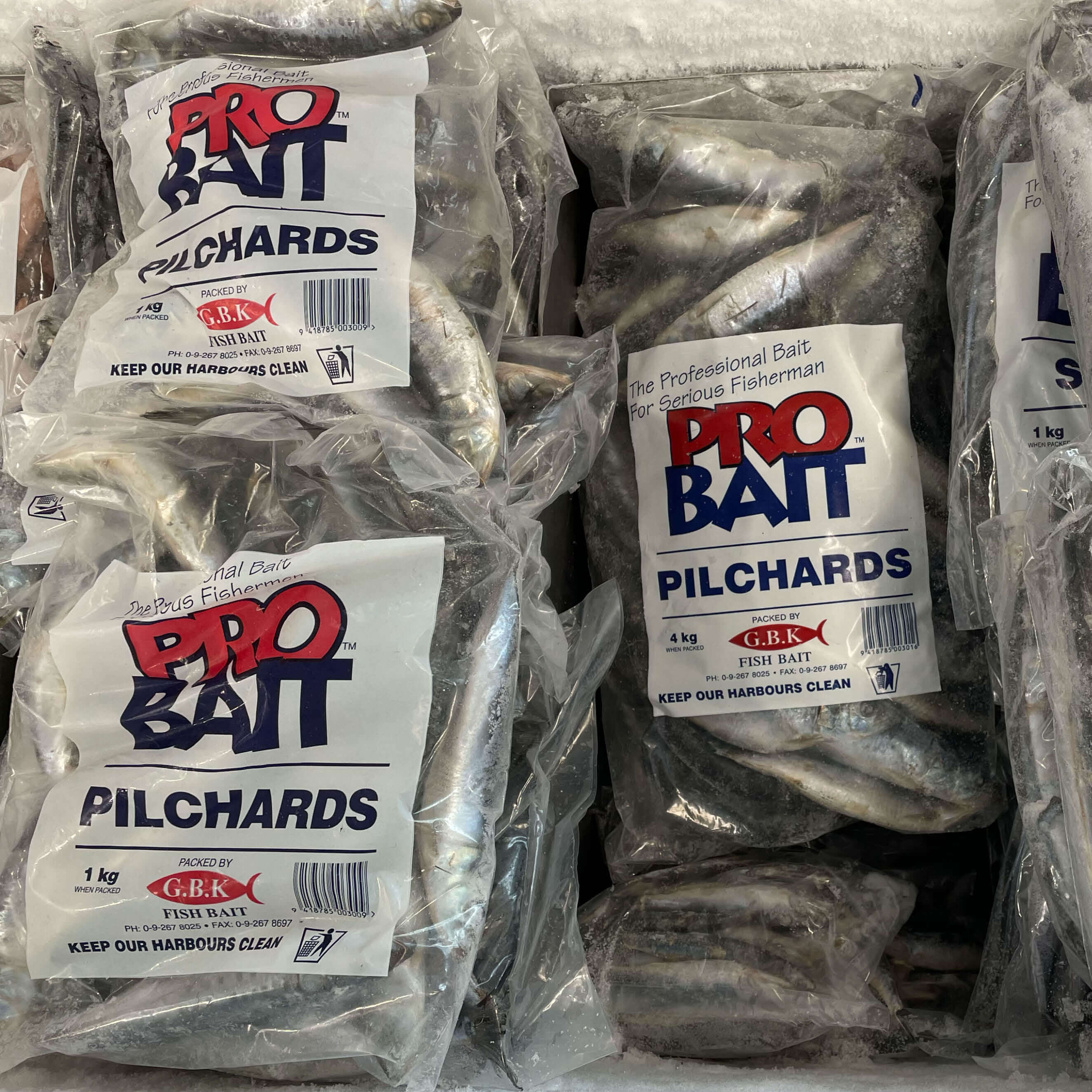 A step by step guide on how to salt pilchards for fishing bait - It's EASY  